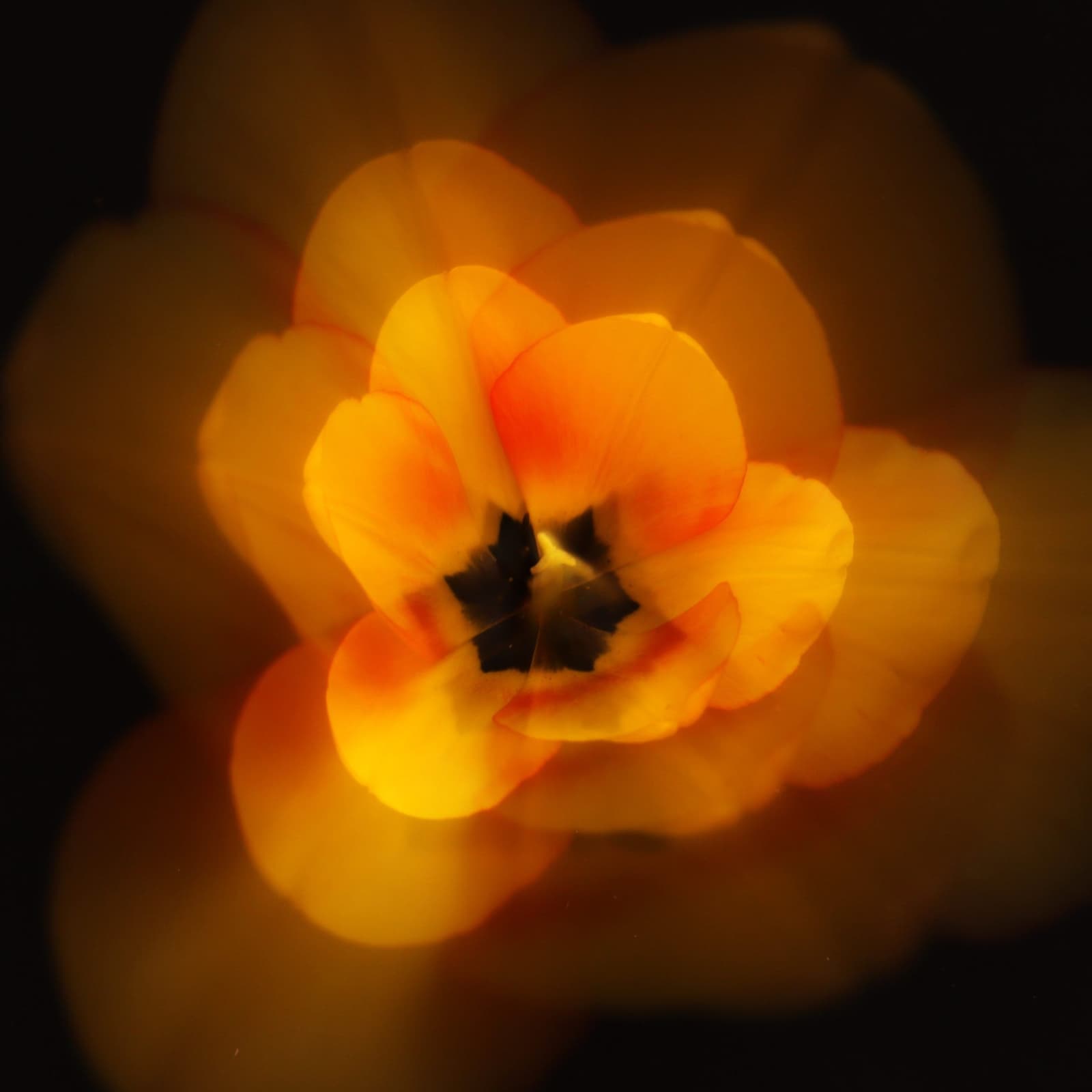 Sun Tulip